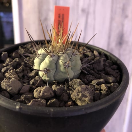 copiapoa   cinerea  長棘黒王丸《S size》※現地球株カキ仔自根株‼︎※mad black bowl pot植え