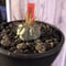 copiapoa   cinerea  長棘黒王丸《S size》※現地球株カキ仔自根株‼︎※mad black bowl pot植え