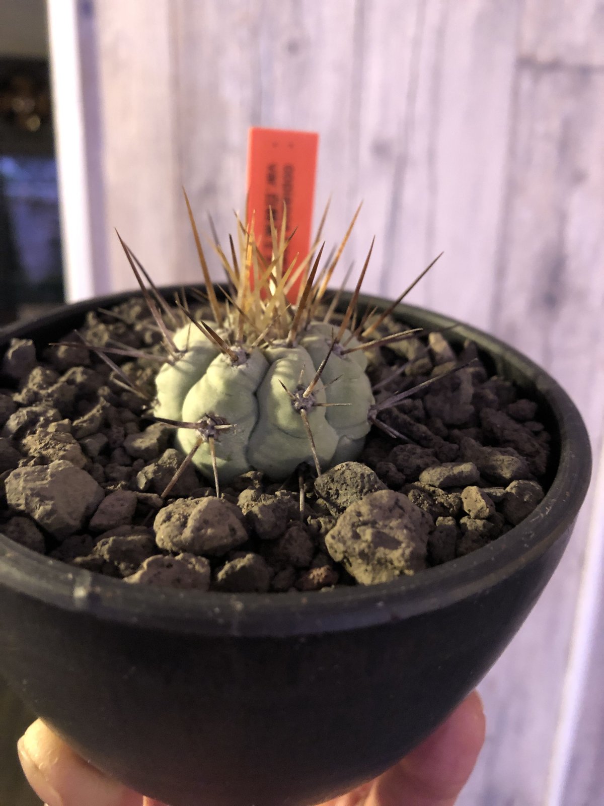 copiapoa cinerea 長棘黒王丸《S size》※現地球株カキ仔自根株 copiapoa cinerea 長棘黒王丸《S size》※現地球株カキ仔自根株