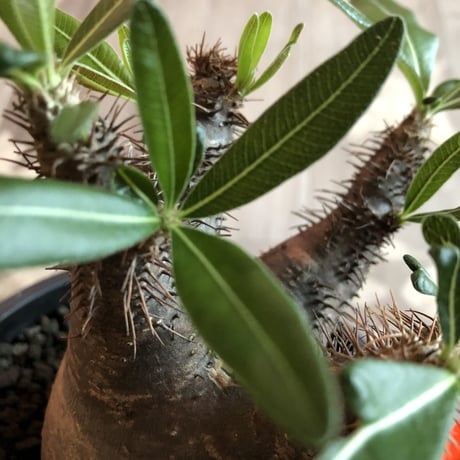 packypodium  gracilius 黒肌《M size》  現地球  発根済み株   mad black pot植え