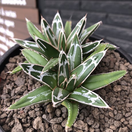 agave  笹の雪《小さめM size》W-he'd株※現地球発根後店主国内管理1年株※双子で美しいbalance良き一株※mad black bowl pot植え