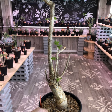 commiphora   humbertii《 L size》