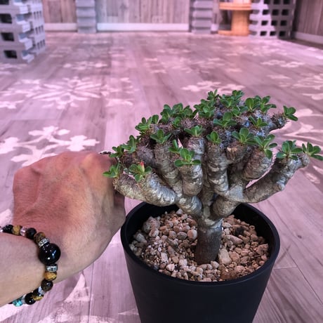 euphorbia    guillauminiana《M  size》細身でも枝数の激しい良美株‼︎