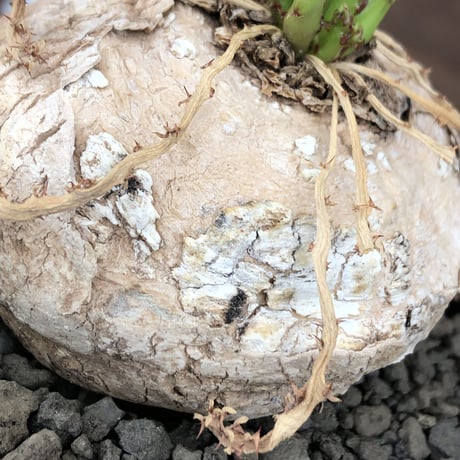 euphorbia  decidua《小さめL size 》※現地球発根後店主国内管理6年株※偏平まん丸樹形‼︎ギャップ萌えな棘を持つ多肉葉も可愛い一株※mad black bowl pot植え