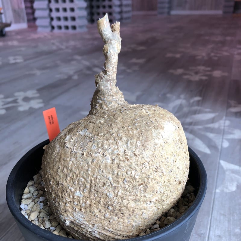 adenia perrieri《L L size》驚愕ペリエリ | plants holic