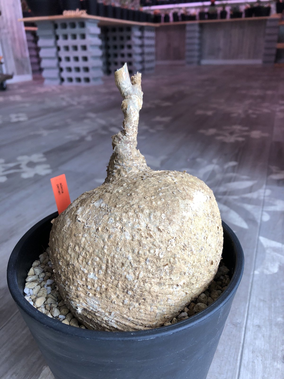 adenia perrieri《L L size》驚愕ペリエリ | plants holic