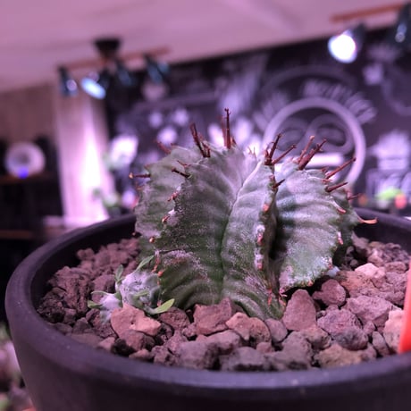 euphorbia horrida《小さめM size》※現地球発根済株※weight低きぼってり手乗りサイズの子吹き株‼︎アルバcolorなホリダ※mad black bowl pot植え