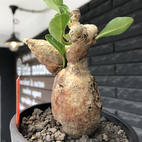 euphorbia subapoda《LL size》※現地球株発根済※中々見かけないほどbig株＆個体差としてのカラーも◎※black bowl pot植え