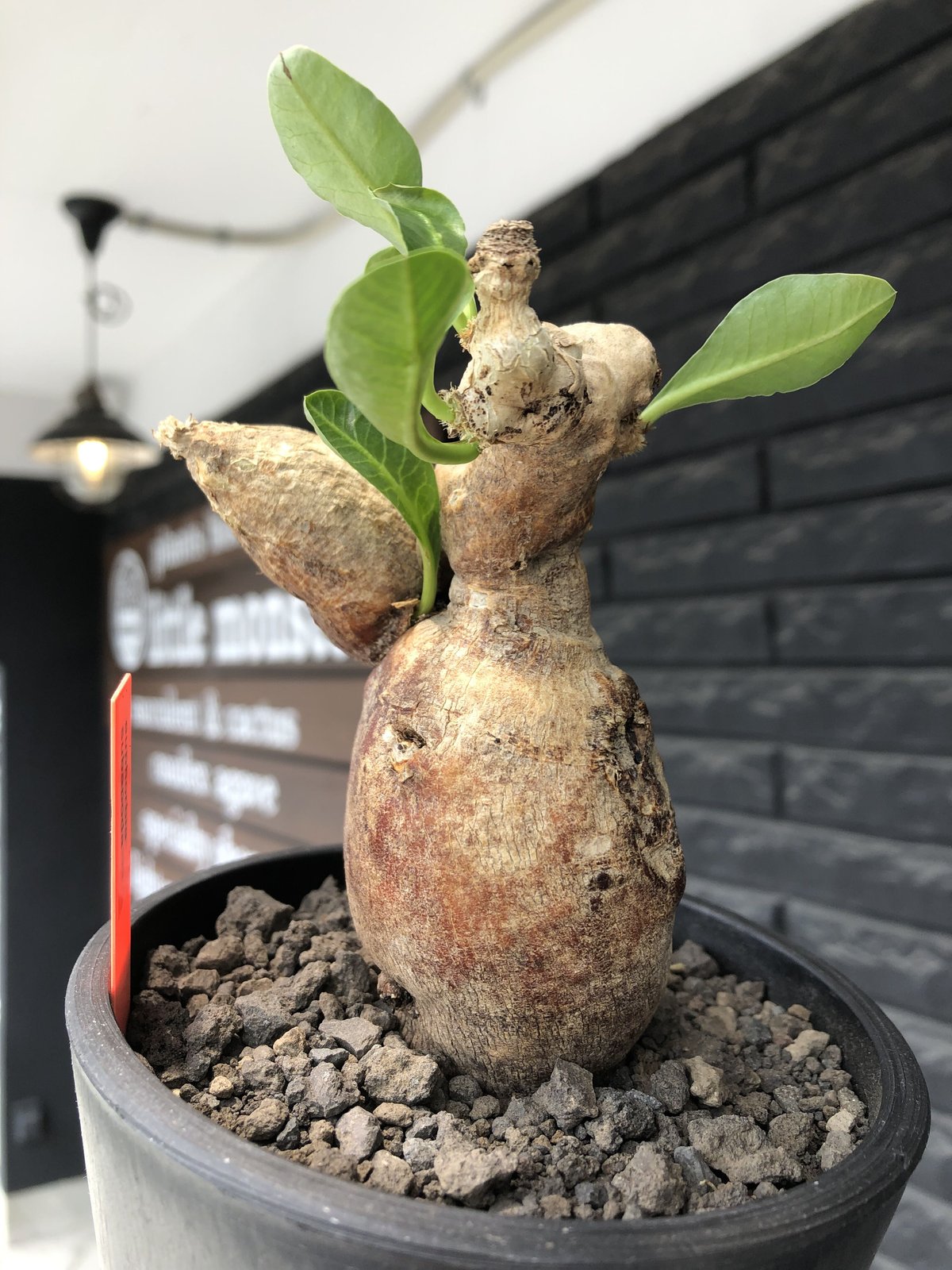 euphorbia subapoda《LL size》※現地球株発根済※中々見かけない 