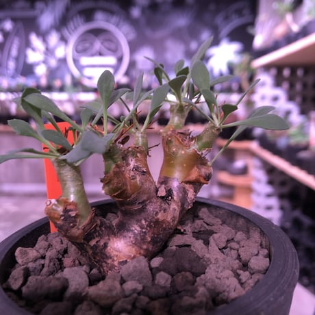 othonna   euphorbioides《大きめS size》※大変balance良き綺麗めオイデス‼︎オススメ株！※mad black pot植え