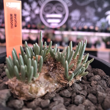 avonia   alstonii《L size》※特に、扁平感が強き大きめ塊根を持ち肌質粗めな希少大株アルストニー※ mad black bowl pot植え
