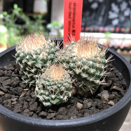 strombocactus 白棘菊水 4分頭《Lsize》※littmon seed株※現地球株と比べ生育は早く例年開花も楽しめる美樹形な一株‼︎※black bowl pot植え