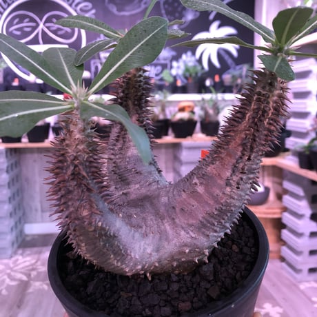packypodium  horombense《M size》※現地球発根済み株‼︎ ※bronzeよりのmad質な赤肌ホロン‼︎※mad black pot植え