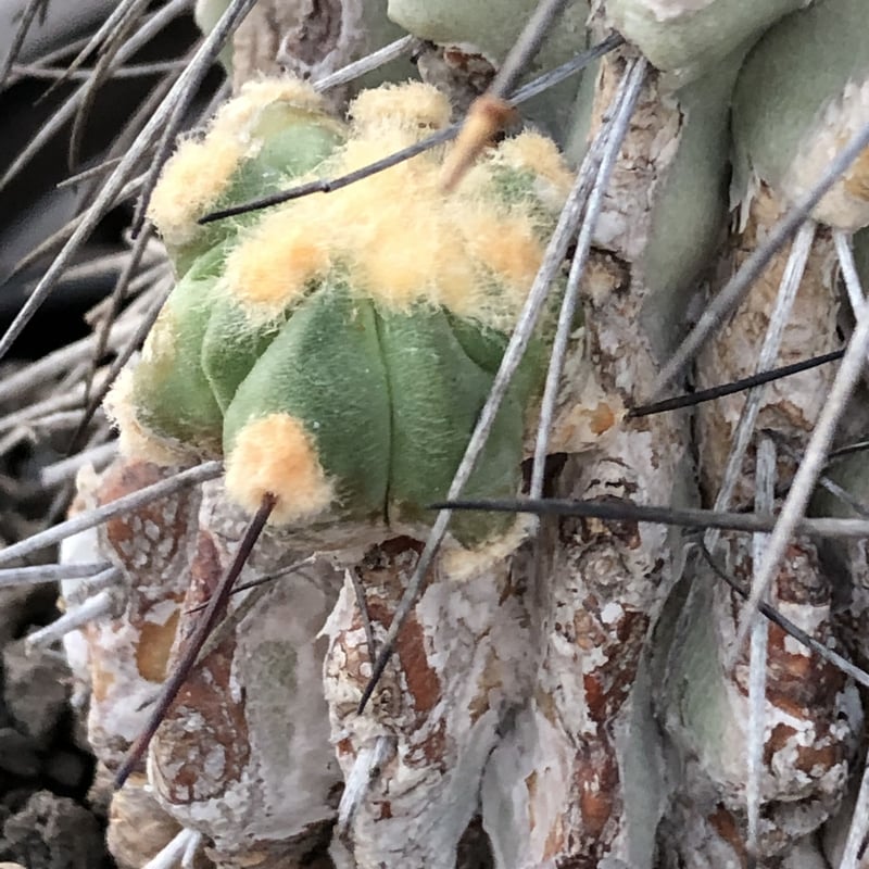 copiapoa cinerea ver.dealbata《L size》※現地球発根後店主国