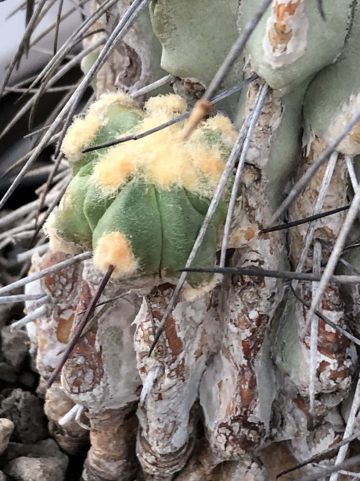 copiapoa cinerea ver.dealbata《L size》※現地球発根後店主国 copiapoa cinerea ver.dealbata《L size》※現地球発根後店主国