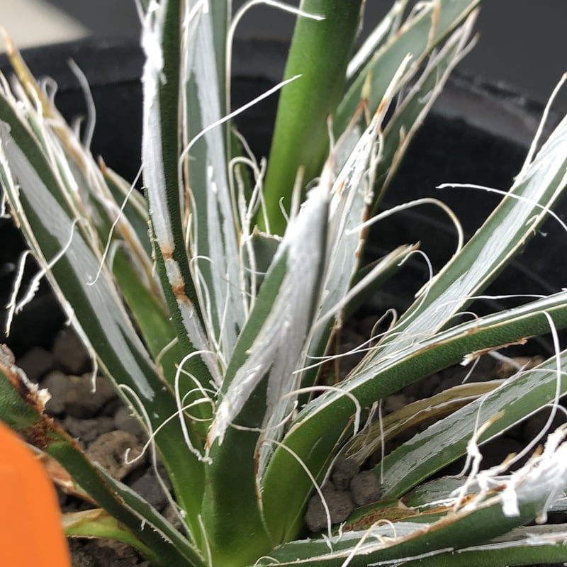 agave toumeyana《 樹氷》 | plants holic 