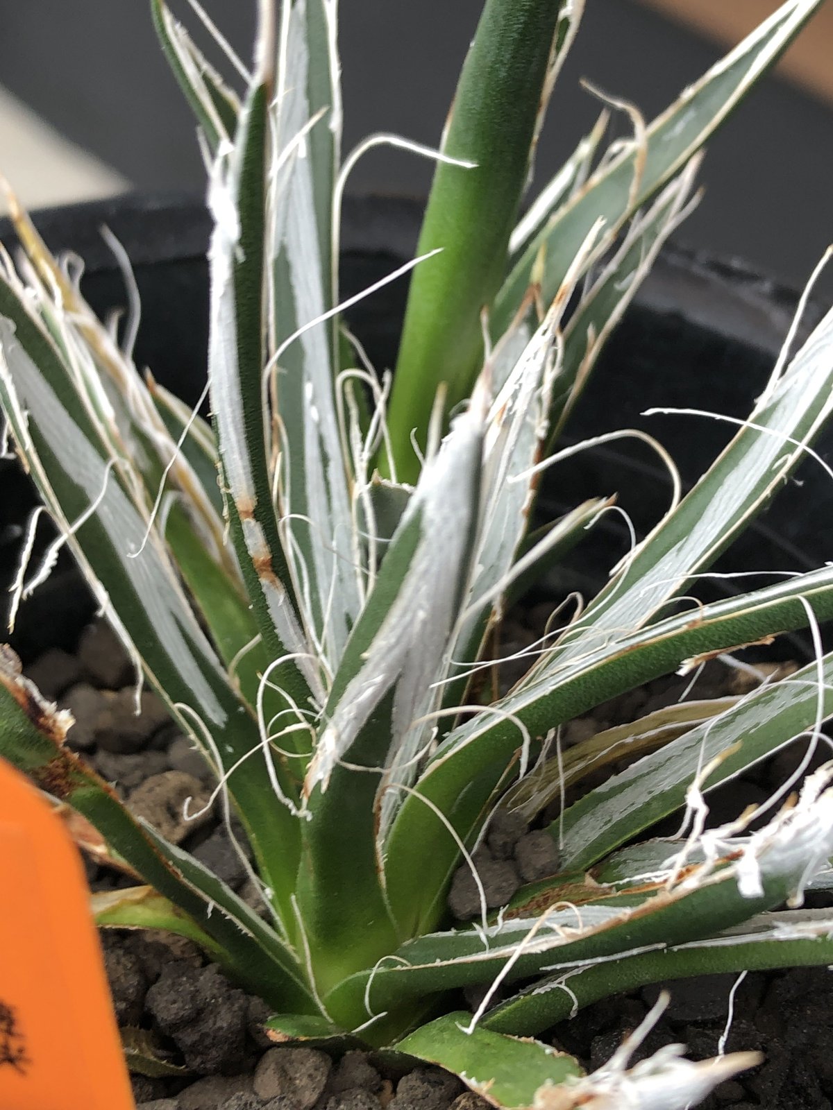 agave toumeyana《 樹氷》 | plants holic 