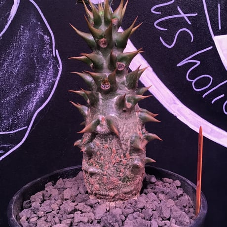 packypodium   baronii