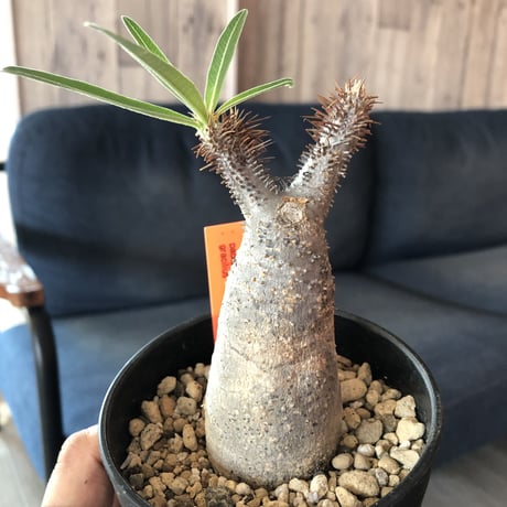 packypodium    gracilius《S size》発根済み株‼︎