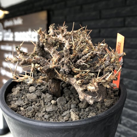 sarcocaulon  vanderietiae《大きめM size》※現地球発根後店主国内管理3年株※希少春秋型種‼︎weight低く枝間密な纏まり良き一株※mad black pot植え