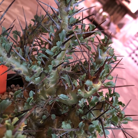 sarcocaulon   crassicaule《L  size》かなり強刺なwild美株‼︎  ※Instagram post株