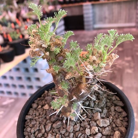 sarcocaulon herrei《M size》※今や希少且つ今後輸入厳しい南アフリカ物‼︎gapある白花大輪を咲かす冬型人気者‼︎V字樹形※mad  black  pot植え
