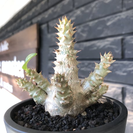 pachypodium windsorii《M size》※選抜littmon seed🌱※weight低き極ぼってり株元&枝振りも◎良樹形※mad black pot植え