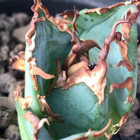 agave titanota  白鯨陽炎type《S size》※現地球株発根済 ⑤※唸り良き鋸歯に幅広肉厚タイプ※black pot植え