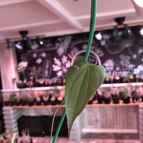 dioscorea  macrostachya メキシコ亀甲竜《大きめM size》※現地球らしい偏平に彫深き立体樹形がwild且つベストサイズな夏型メキシコ亀さん※浅鉢植え