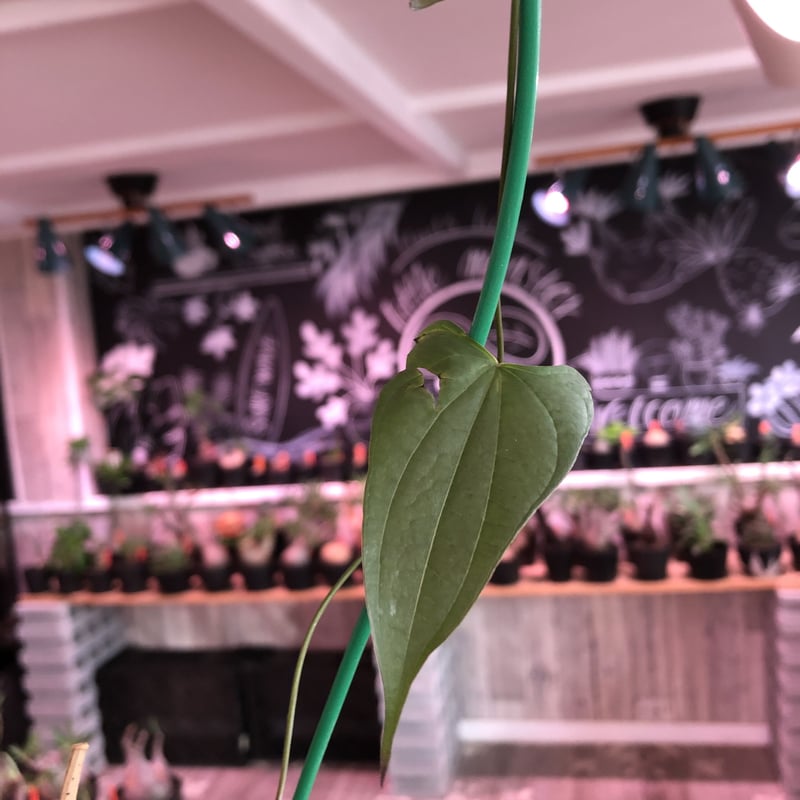 dioscorea macrostachya メキシコ亀甲竜《大きめM size》※現地球 dioscorea macrostachya メキシコ亀甲竜《大きめM size》※現地球