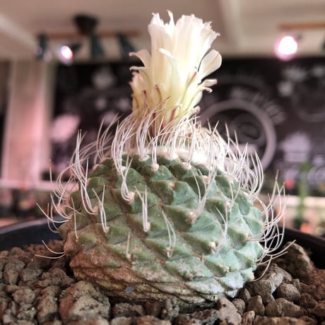 strombocactus 白棘菊水《M size》激希少‼︎現地球発根済株※店主国内管理9年株※激希少株の上、極美白棘菊水‼︎堪らない唯一無二感※mad black bowl pot植え