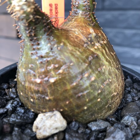 packypodium  gracilius《大きめS size》希少二頭枝※現地球発根済株※店主国内管理2年株※歪感のあるぼってり樹形が逆に堪らなく愛くるしい一株※mad black pot植え