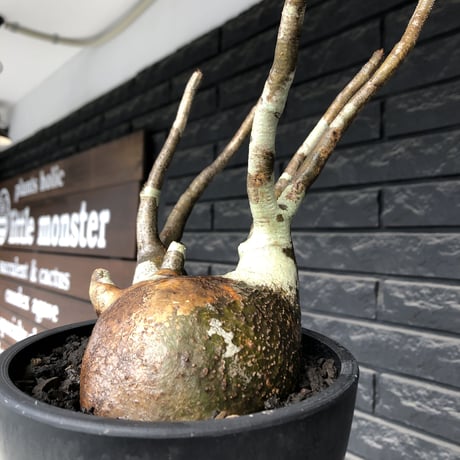 pachypodium gracilius《L size》偏平&現地焼け肌※現地球発根後店主国内管理3年株※一部赤肌に枝長めながらbalance良き一株※mad black bowl pot植え