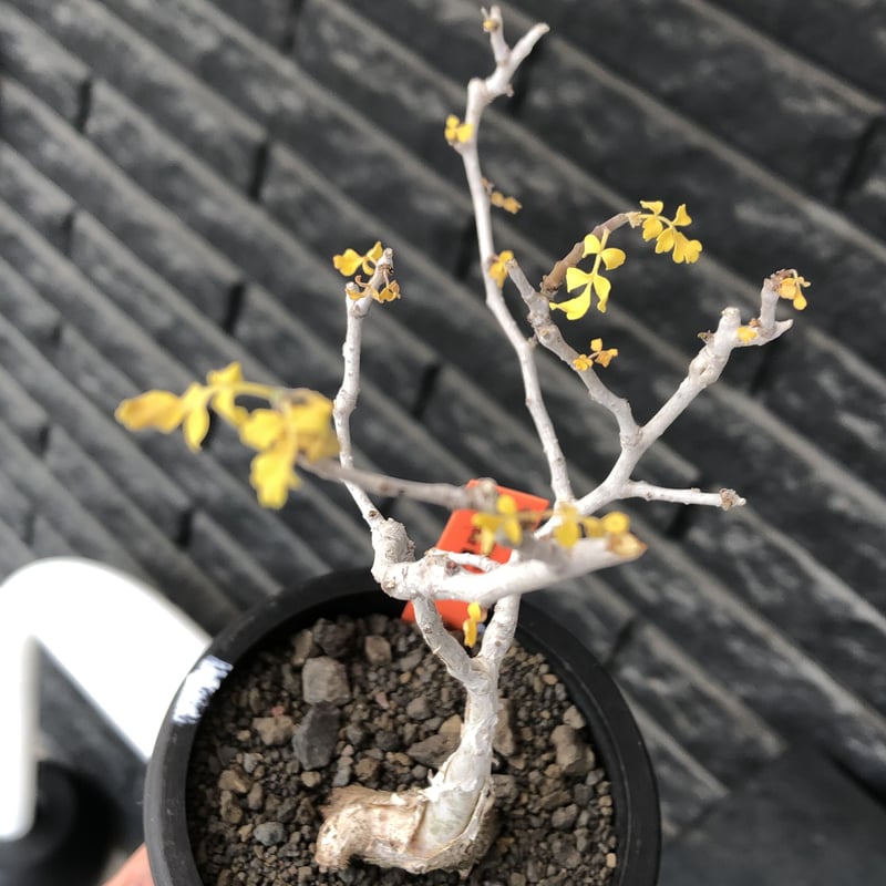 パキコルムスディスカラー象の木灌木