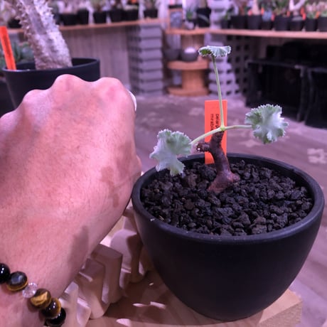 pelargonium  mirabile《S  size》追加第二弾‼︎　芽吹き済み株‼︎ ※限定２株  ※愛おしく堪らないと感じる冬型の人気者‼︎　※mad black bowl pot植え‼︎