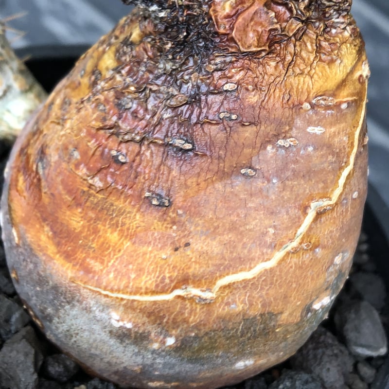 pachypodium gracilius《大きめM size》※現地球株発根済※成長点潰れ&