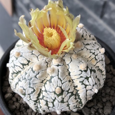 astrophytum asterias var.スーパー兜　V-type《L size》※店主国内管理4年株※ビッグで白肌が堪らない希少V-type‼︎※mad black bowl pot植え
