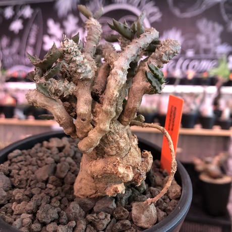 euphorbia tulearensis《大きめM size》※大きめの塊根を持つ希少性高きユーフォルビアの上、全体balanceも良き将来有望株‼︎※mad black pot植え