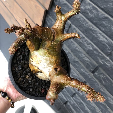 pachypodium makayense《L size》三分頭株green &gold肌&現地焼け※現地球発根後店主国内管理5年株※えげつない極wild※black bowl pot植え