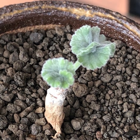 pelargonium  mirabile《SS size》※littmon seed株※誰もが愛おしく堪らないと感じる冬型の人気者※信楽陶器鉢植え