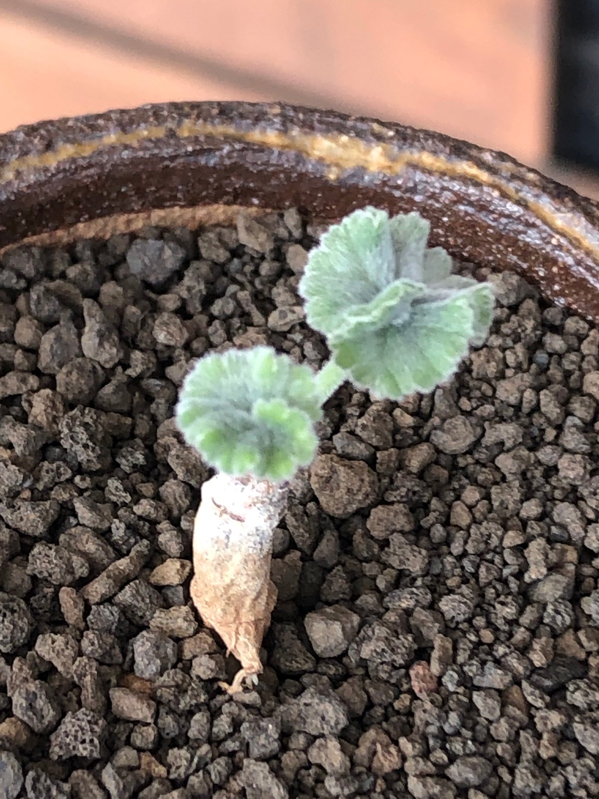pelargonium mirabile《SS size》※littmon seed株※誰も