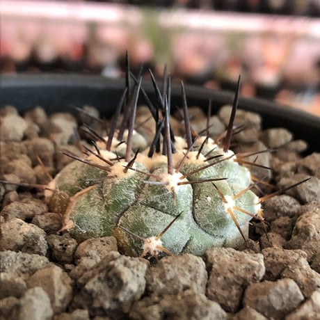 copiapoa   cinerea  黒王丸《大きめS size》※現地球株カキ仔自根株※現地球のDNAを引き継いだカキ仔良樹形株※mad black pot植え