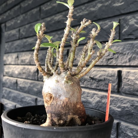 pachypodium bispinosum 《小さめM size》※現地球発根後店主国内管理3年株※生き様強く感じるエグれ球体株※mad black pot植え