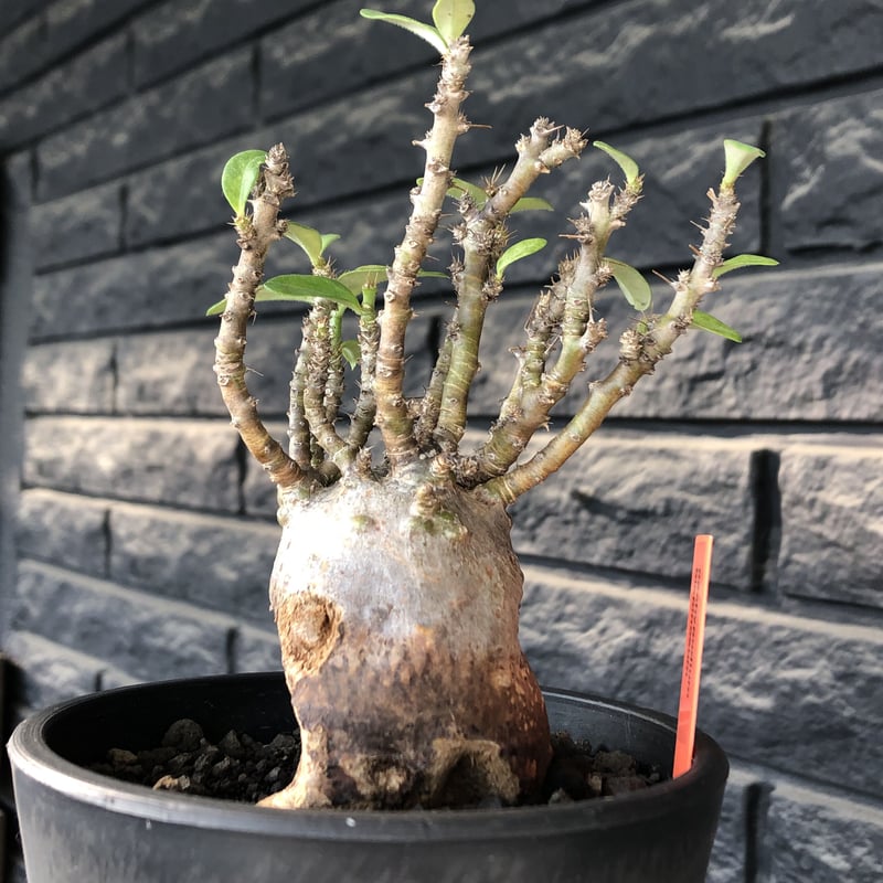 pachypodium bispinosum 《小さめM size》※現地球発根後店主国内管理