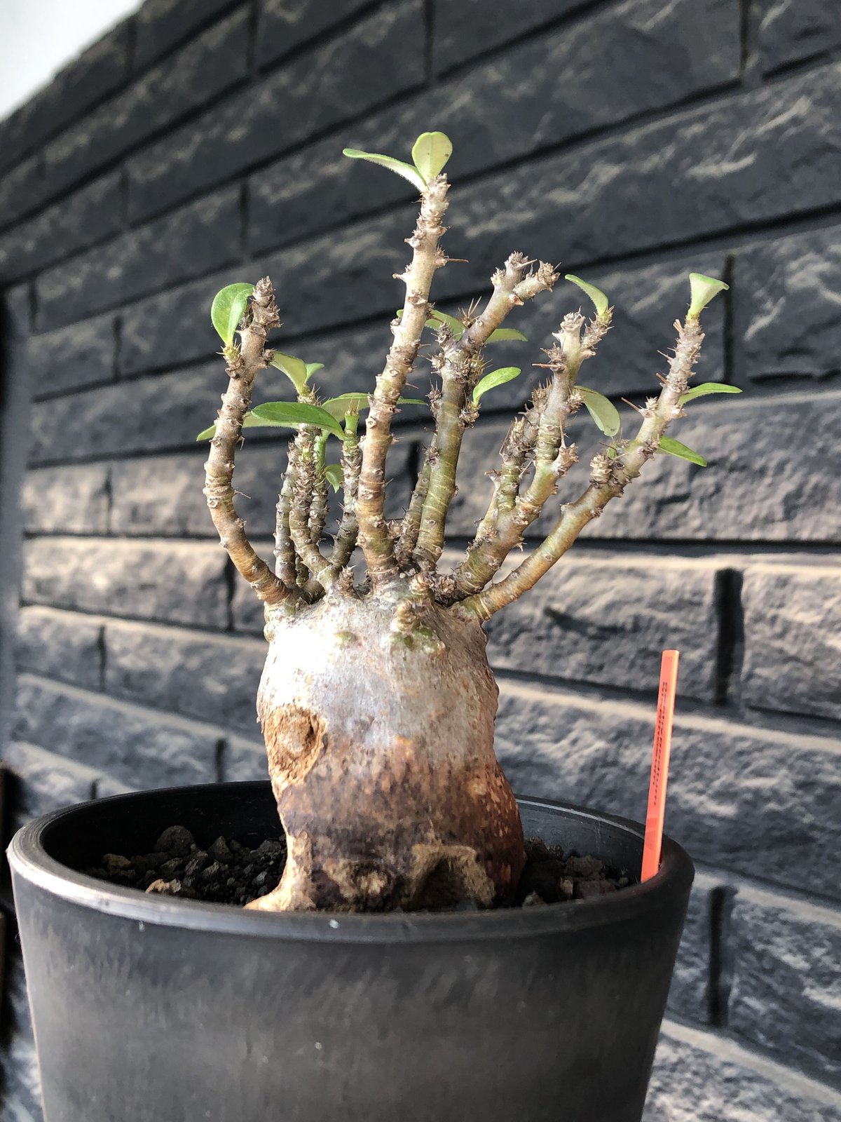 pachypodium bispinosum 《小さめM size》※現地球発根後店主国内