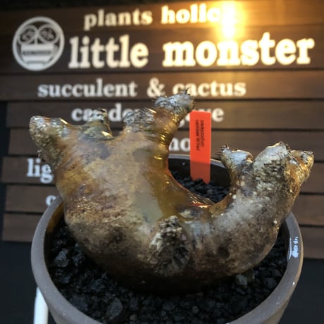 pachypodium  cactipes《L size》赤肌W-he'd株※現地球株発根済※良枝振り＆赤味強き存在感抜群株※mad brown marble bowl pot植え