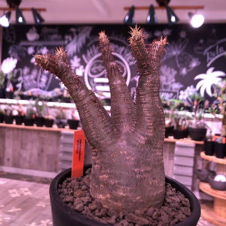 packypodium  gracilius《小さめM  size》※現地球発根済株‼︎※小振りでも王道的樹形のbalance良きグラキ‼︎※mad black pot植え
