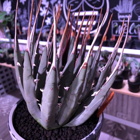 agave    utaensis  var, eborispina《L L size》※驚愕極美株※抜群にwild且つ美しいエボリスピナ‼︎※mad black marble bowl pot植え
