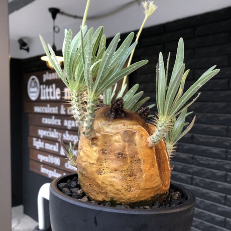 pachypodium gracilius《L size》※現地球株発根済（店主所有株）※360度現地焼け表皮&360度胴吹き枝を持つ唯一無二過ぎる渾身の一株※mad black bowl pot植え