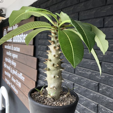pachypodium  baronii《L size》※激希少‼︎現地球発根後店主国内管理6年株※荒い太いstudsみたく大きな葉&太幹がwildな一株※mad black pot植え